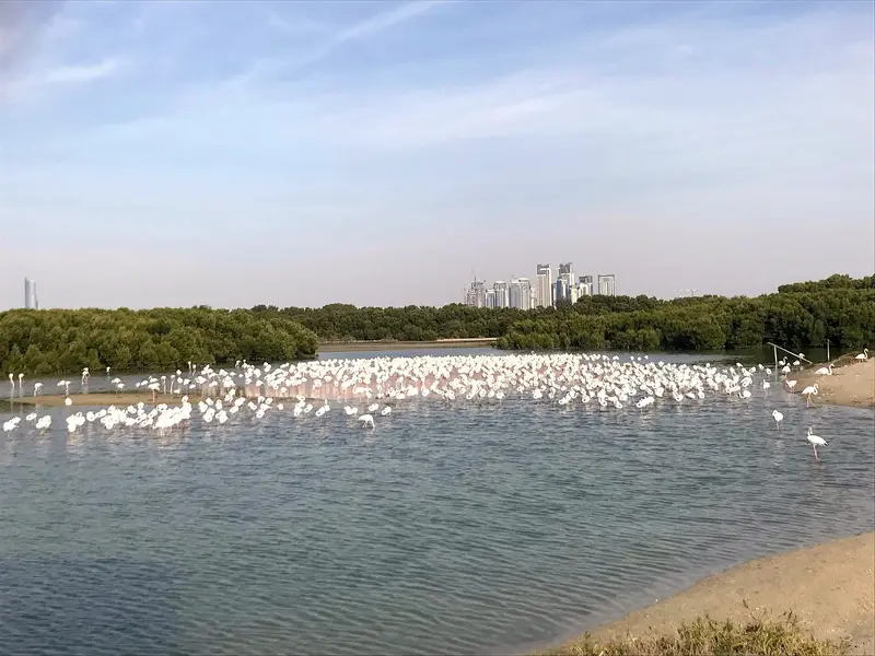 Flamingos on a lake at Al Qudra, Dubai