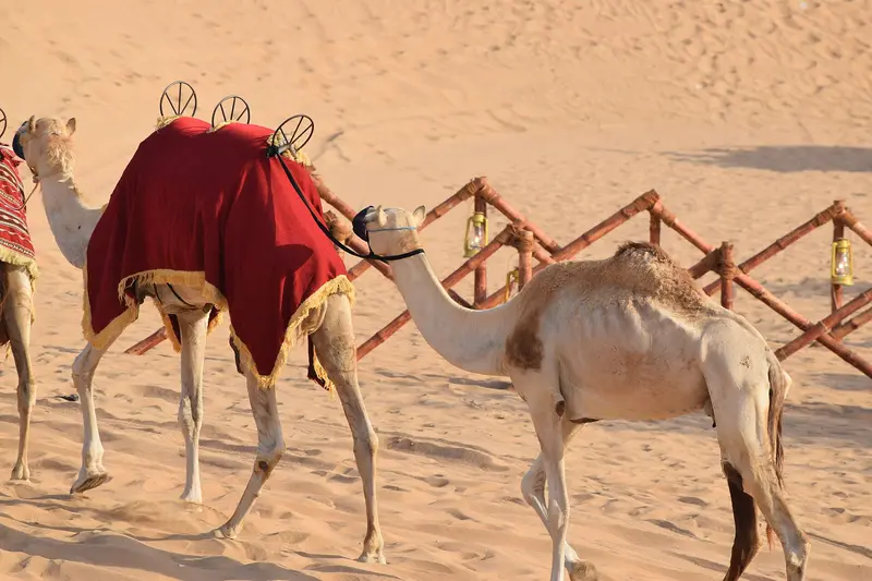 A saddled camel standing on sand in the UAE desert